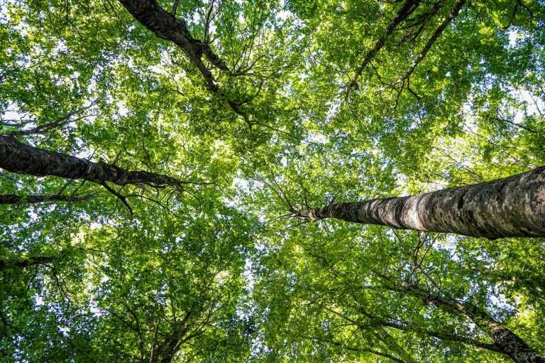 chiome alberi bosco