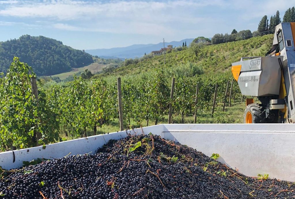 vendemmia experience