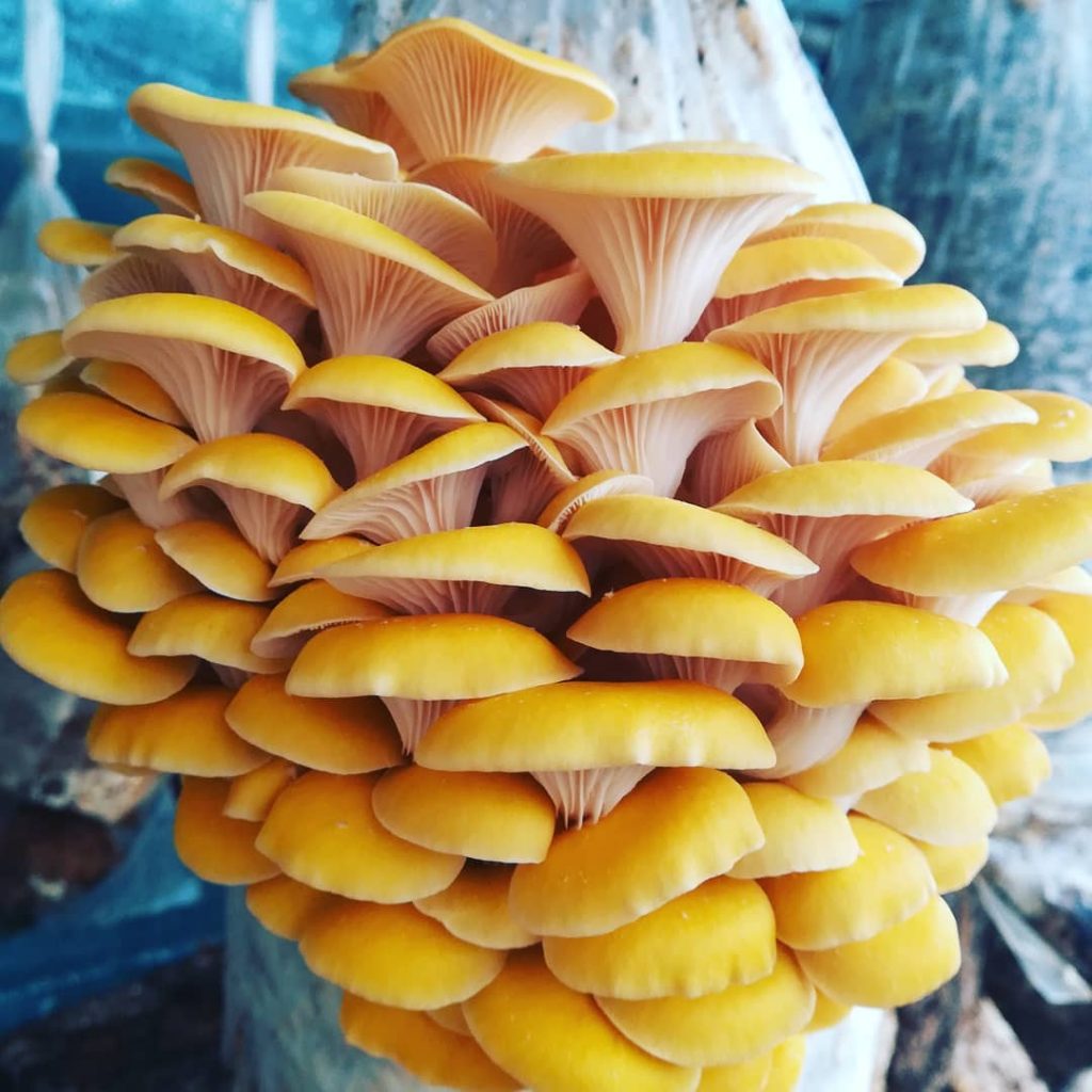 funghi-Pleurotus