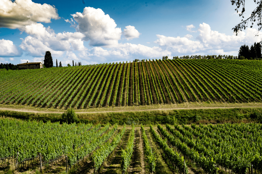 Wine experience Toscana