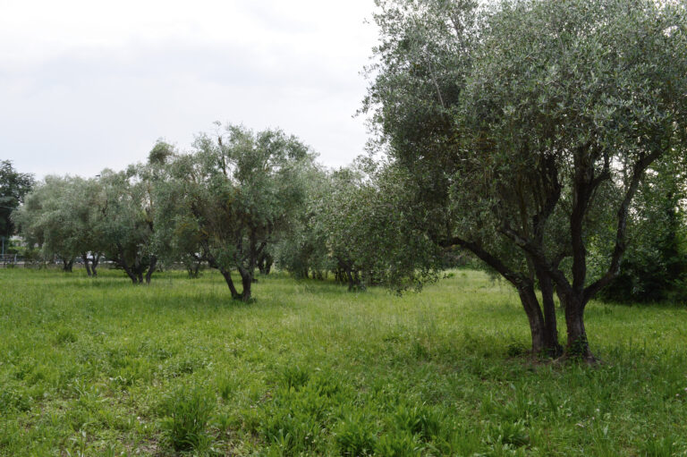 Ulivete sociali