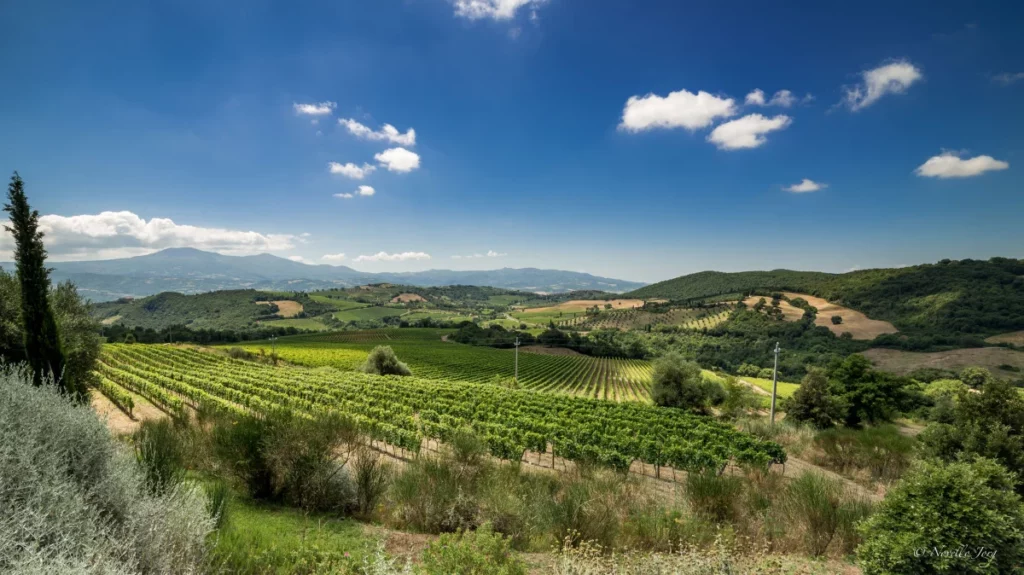 San Polo, il Cru di Montalcino: innovazione e tradizione nel Brunello