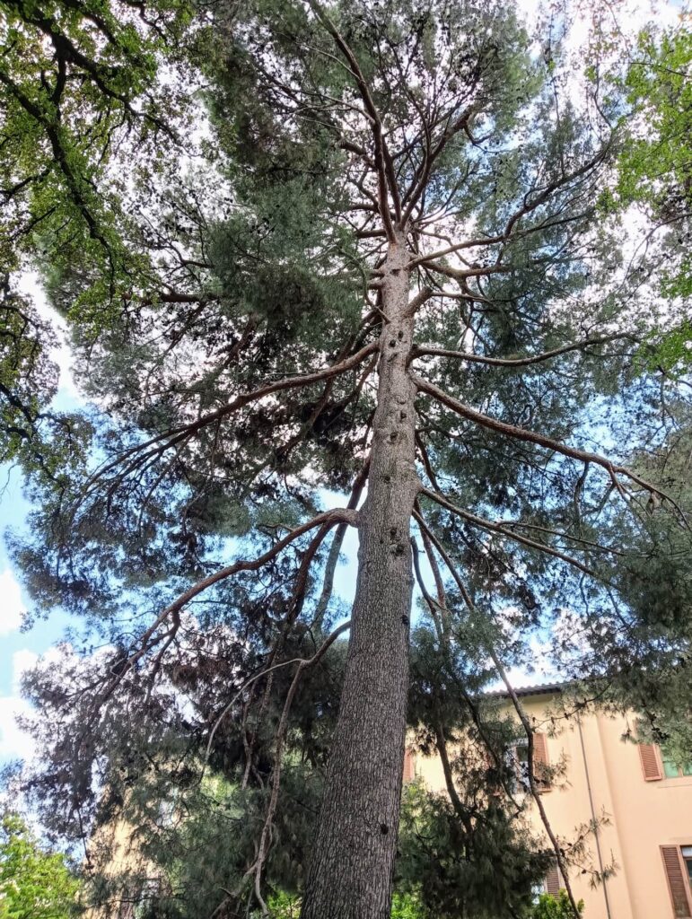 alberi secolari Firenze