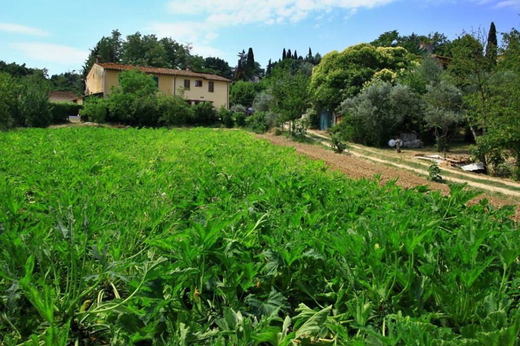 A field planted in green rows with a stone farmhouse, cypresses and olive trees in the background