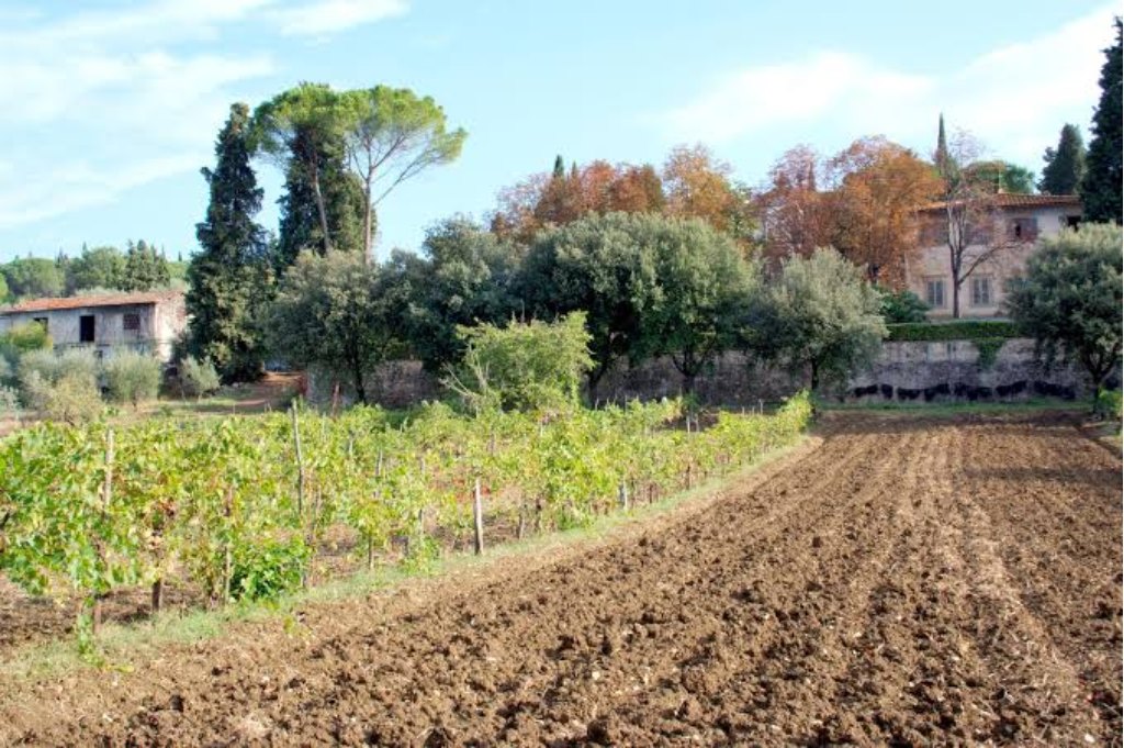 A ploughed field with an olive grove, cypresses and a farmhouse behind it, in the countryside inside Florence
