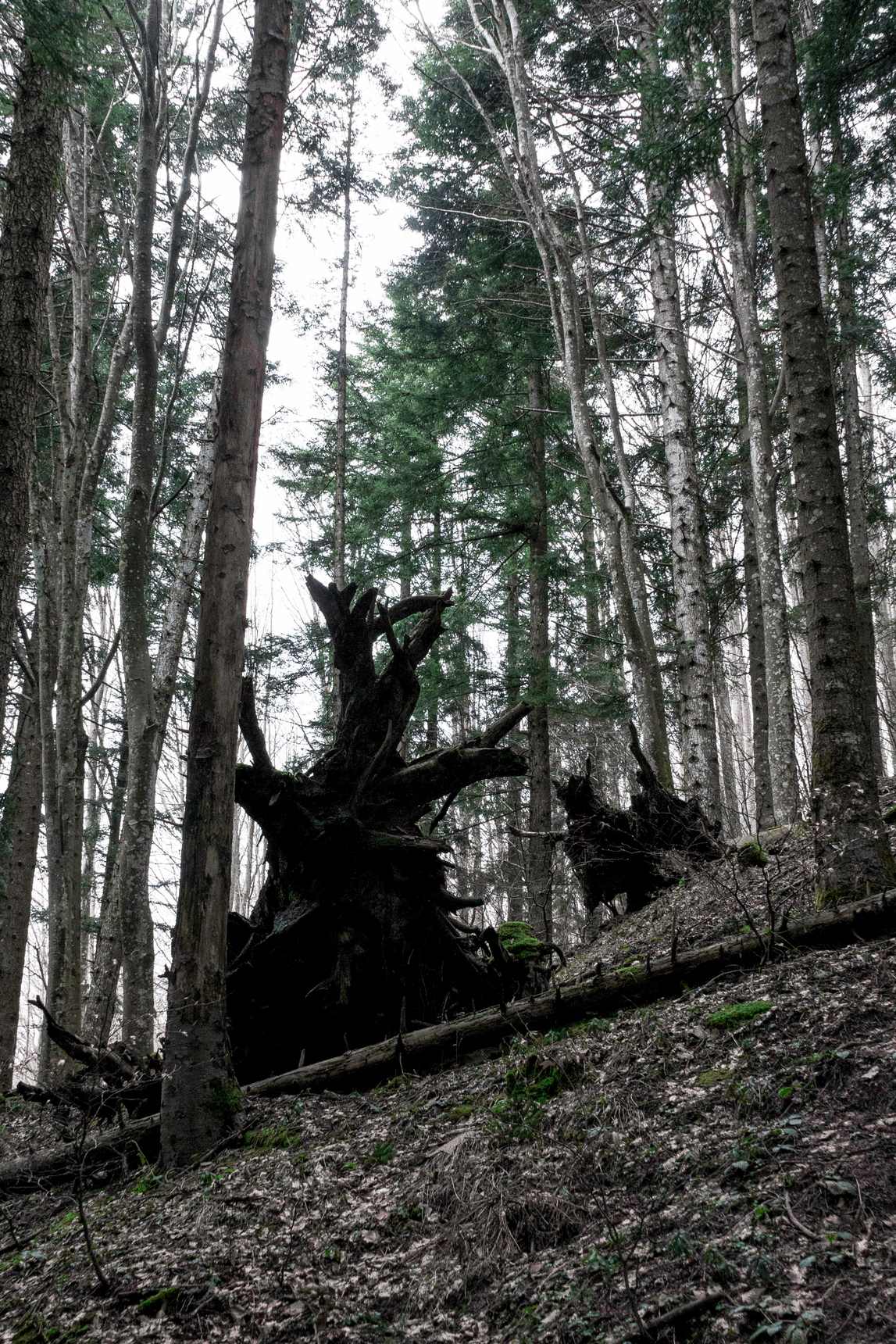Bosco di alti alberi su un pendio, con una grande massa scura di radici sradicate tra le foglie secche