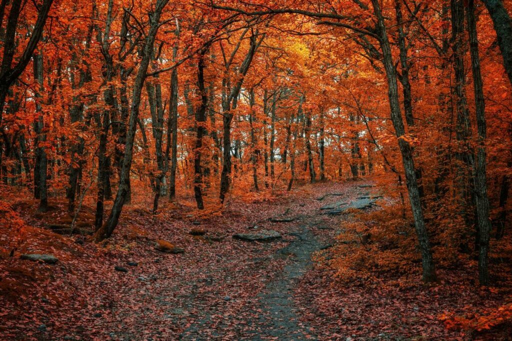 Un sentiero coperto di foglie in un bosco dai colori rossi e arancio, in Casentino