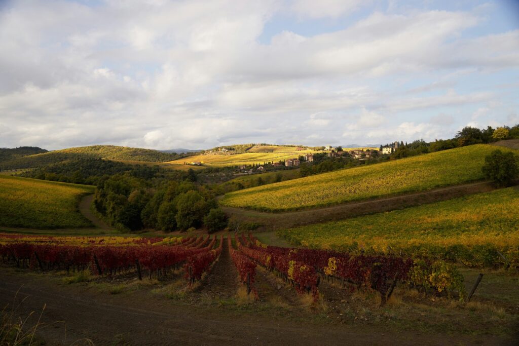 Filari di vigne diventati rossi in primo piano e colline verdi e gialle sullo sfondo, in Toscana