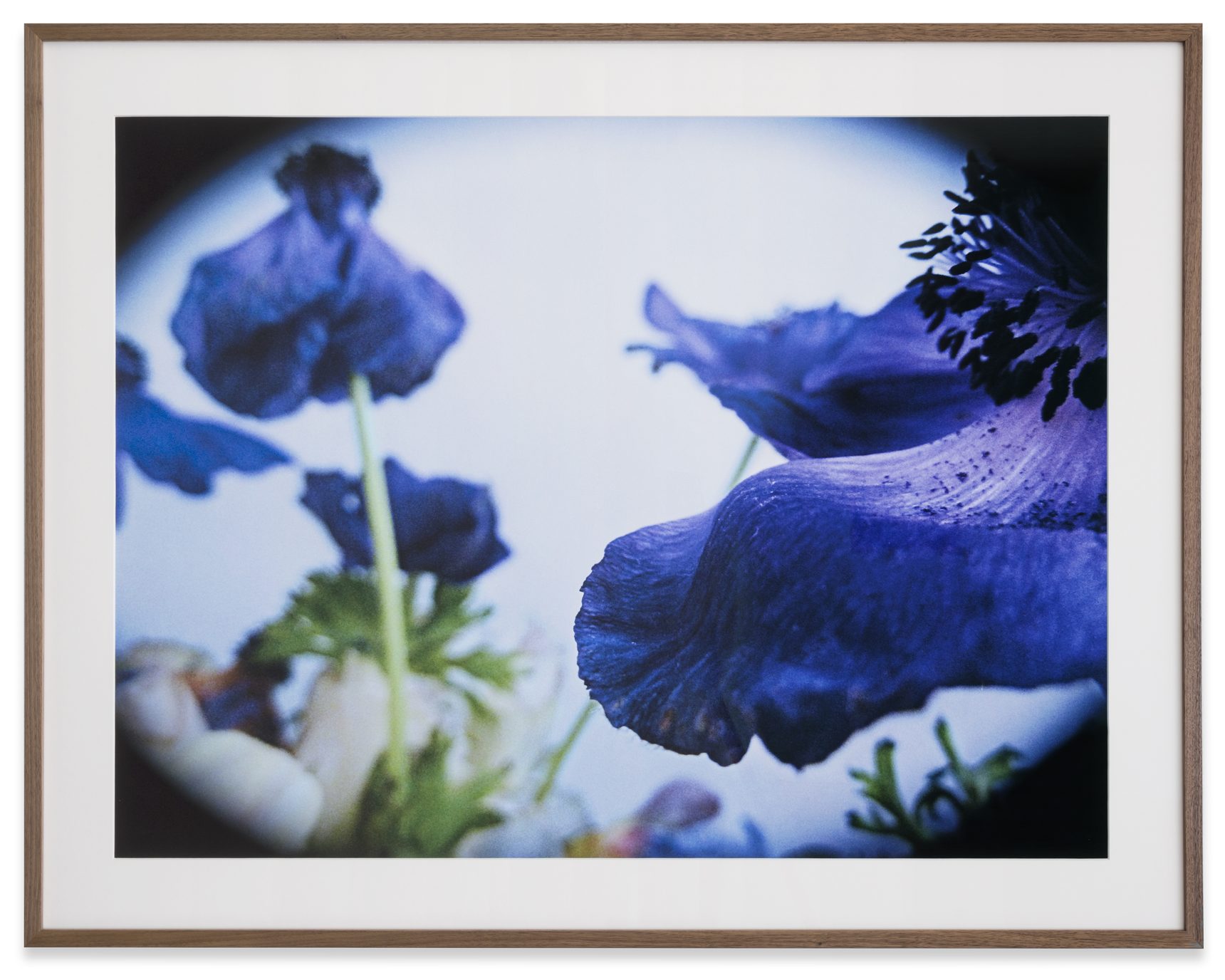 Opera incorniciata di Karen Kilimnik: fiori blu visti da vicino, in un'immagine dai bordi sfumati